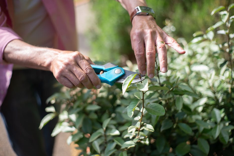 A gardener's hands are shown close-up performing hedge trimming with small blue-handled shears on a neatly maintained, leafy shrub in a garden setting. The person wears a silver wristwatch and a light